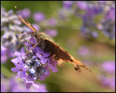 Schmetterling auf Lavendel