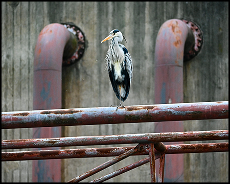 Ein Reiher auf einem Stahlträger vor einer Betonwand mit stählernen Röhren