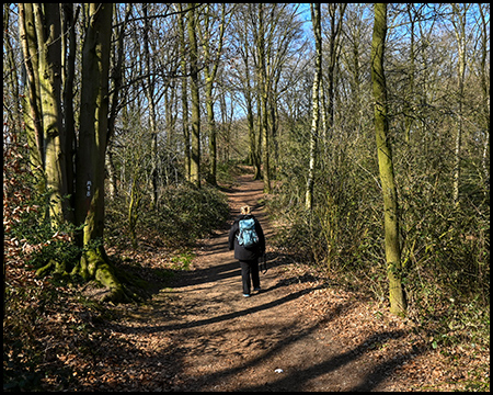 Eine Person mit blauem Rucksack wandert allein auf einem von Bäumen gesäumten Waldpfad an einem sonnigen Tag.