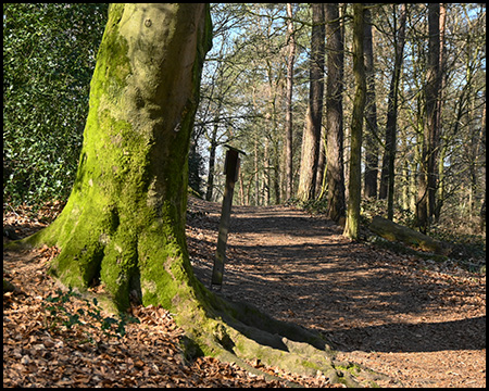 Ein Waldweg mit Laub bedeckt. Im Vordergrund ein alter Baum mit moosbedeckter Rinde, der einen schönen Kontrast zum Pfad bildet.