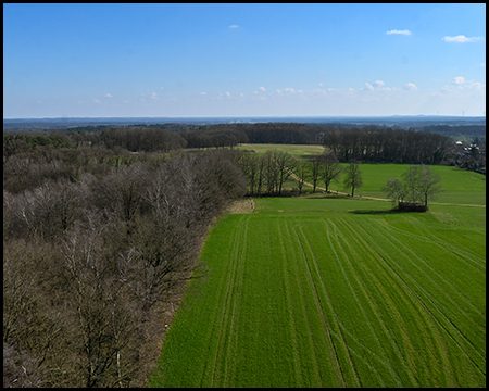 Luftaufnahme einer Landschaft mit saftig grünen Feldern neben einem Waldgebiet unter blauem Himmel.
