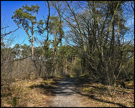 Ein ruhiger Waldweg zwischen kahlen und immergrünen Bäumen an einem sonnigen Frühlingstag.
