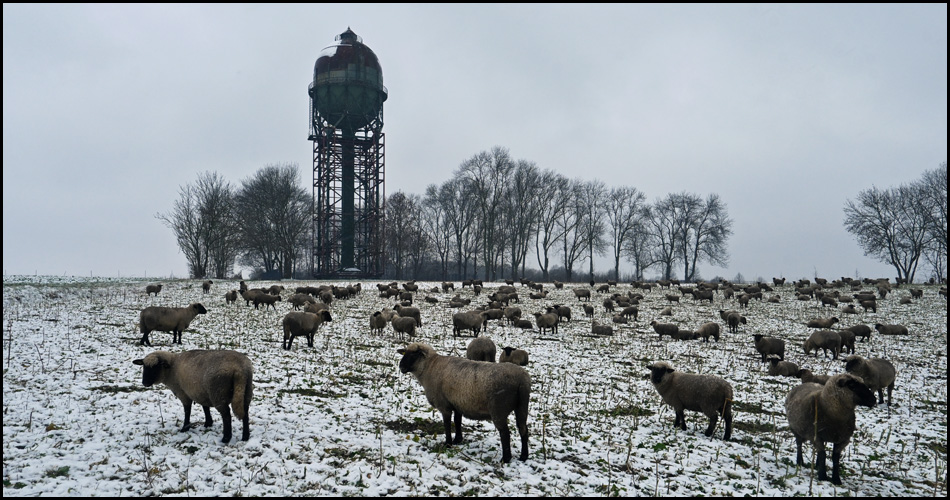 Schafherde vorm Lanstroper Ei mit etwas Schnee