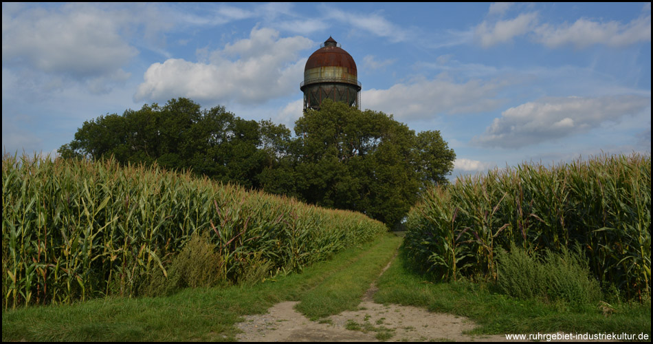 Wasserturm im Wäldchen hinter den Maisfeldern