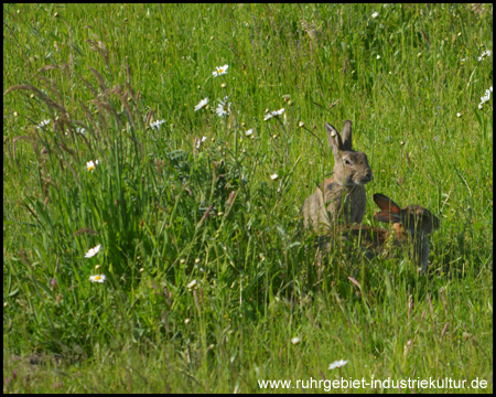 Hasen in der Lippeaue in Lünen