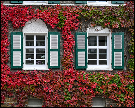 Zwei weiße Fenster mit grünen Fensterläden, eingerahmt von leuchtendem rotem Herbstlaub.