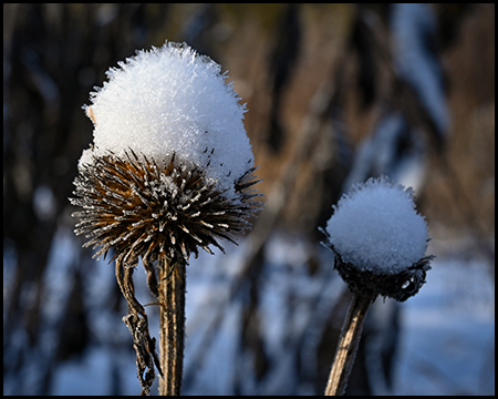 Nahaufnahme vertrockneter Samenstände mit flauschigen Schneehauben vor unscharfem Hintergrund.