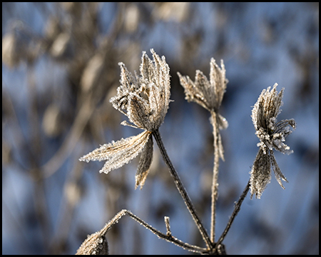 Filigrane, reif-überzogene Pflanzenstängel mit sternförmigen Blütenresten