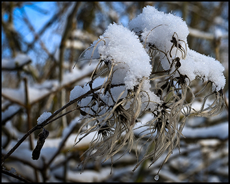 Nahaufnahme vertrockneter Doldenblüten mit dicken Schneehauben auf jedem Blütenstand.