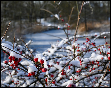 Rote Beeren mit Schneehauben an kahlen Zweigen, im unscharfen Hintergrund gefrorener Teich und Winterlandschaft.