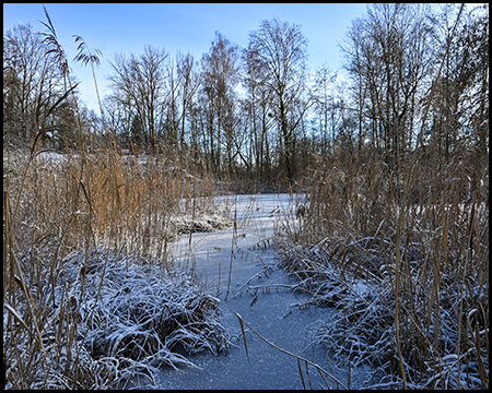 Gefrorene Sumpflandschaft mit Eis zwischen vertrockneten Schilfhalmen, dahinter kahle Bäume unter blauem Himmel.