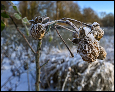 Nahaufnahme vertrockneter Samenkapseln mit feinen Eiskristallen bedeckt vor verschwommenem Winterhintergrund.