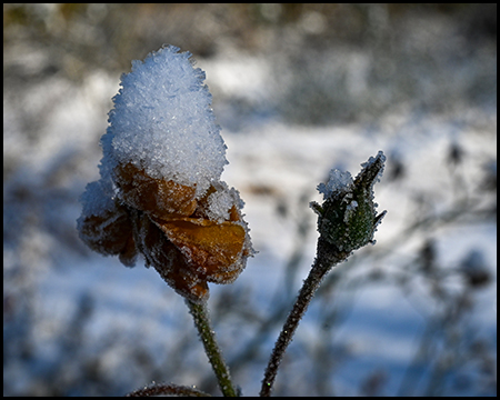 Zwei vertrocknete Blüten mit dicken Schneehauben auf dünnen Stielen vor unscharfer verschneiter Landschaft.