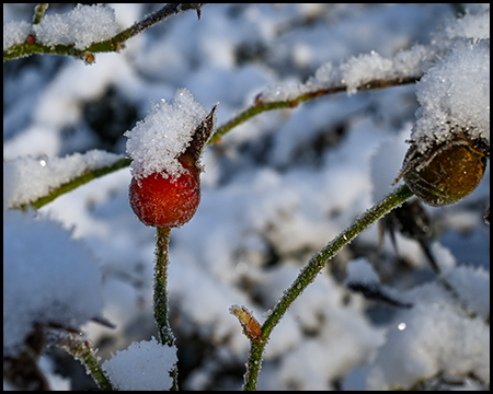 Einzelne leuchtend rote Hagebutte mit Schneekrone auf bereiftem Zweig in extremer Nahaufnahme.