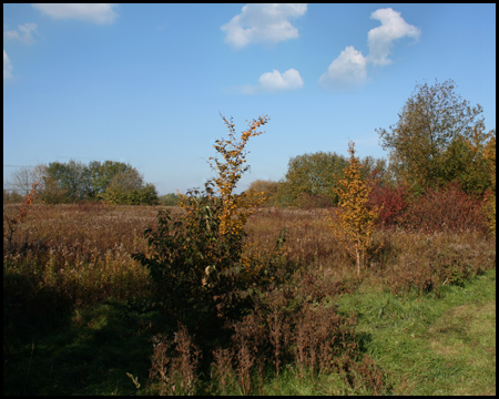 Bunter Herbst am Mechtenberg