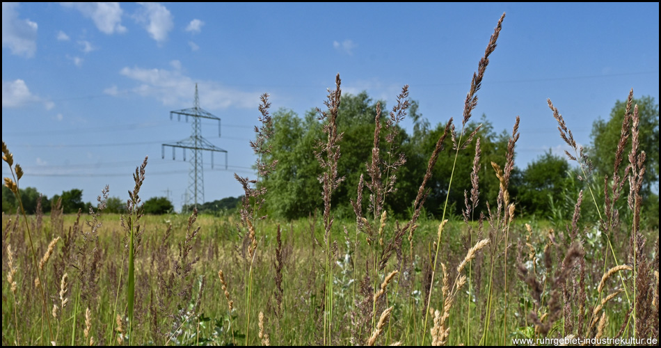 Strommast und Gräser