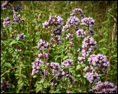 Lilafarbene Blume