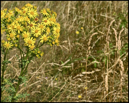 Gelbe Blume und trockenes Gras