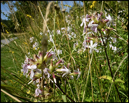 Blumen am Wegesrand