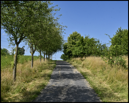 Weg mit kleiner Baumallee