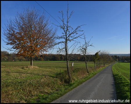 Straße Hellkammer mit Obstbäumen am Rand (Blick zurück)