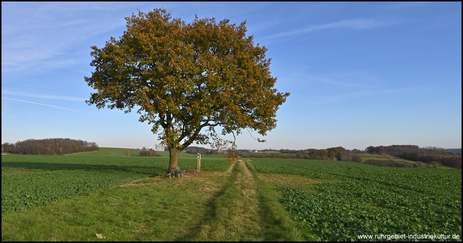 Obere Wegstrecke der beiden Varianten mit Station der beiden Themenwege an einem alten Baum (Blick zurück)