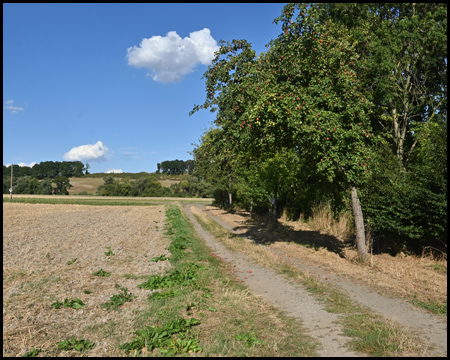 Feldweg mit Bäumen