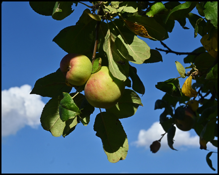 Äpfel am Baum