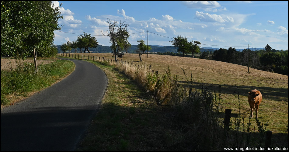 Straße im Bergland mit einer Kuh auf einer Weide