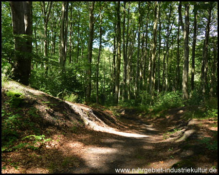 Hohlweg bergab im Wald