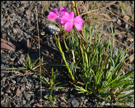 Zaghafte Vegetation auf der Mottbruchhalde