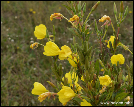 Vegetation auf der Halde