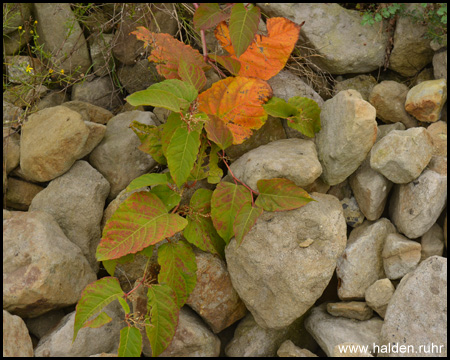 Vegetation im Entwässerungsgraben entlang des Weges