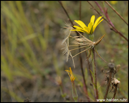 Haldenvegetation