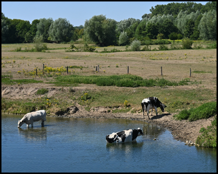 Kühe im Fluss