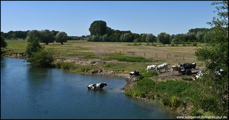 Naturschutzgebiet Mühlenlaar in Hamm mit in der Lippe badenden Rindern