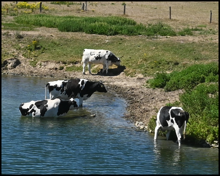 Kühe im Fluss