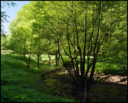 Muttenbach am Wegabzweig des Bergbauwanderweges