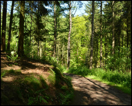 Waldweg oberhalb des Muttenbachs