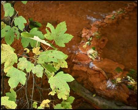 Grüne und gelbe Blätter über einem roten Bach