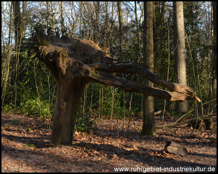 Kopfüber: Wurzelwerk eines Baumes