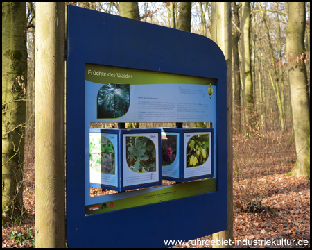 Früchte des Waldes: die vier häufigsten Bäume im Wald