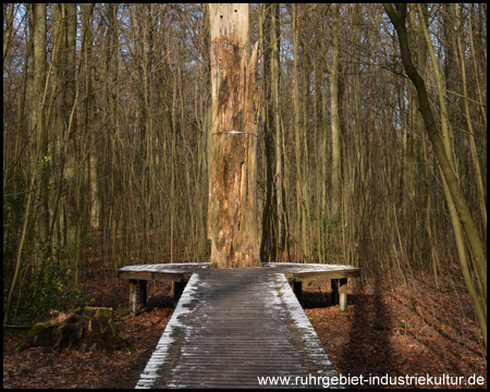 Stürmische Erneuerung: Gelegenheit, einen Baum zu umarmen