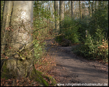 Weg durch den Ilex-Wald