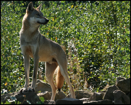 Wolfgehege im Naturwildpark Granat