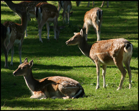 Rehe