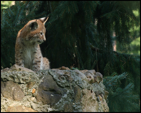 Luchs im Naturwildpark Granat in Haltern-Lavesum