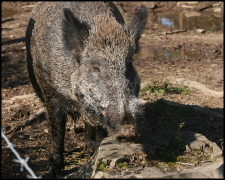 Wildschwein