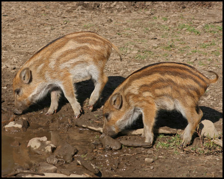 Wildschwein Frischling