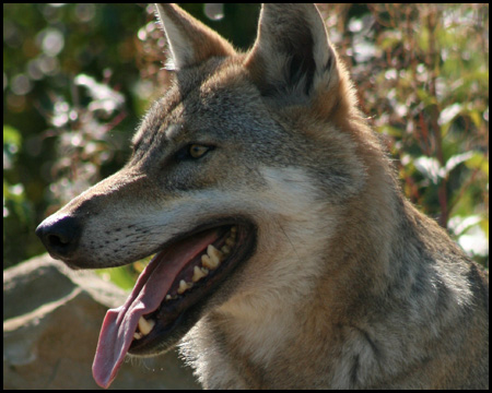 Wolfgehege im Naturwildpark Granat